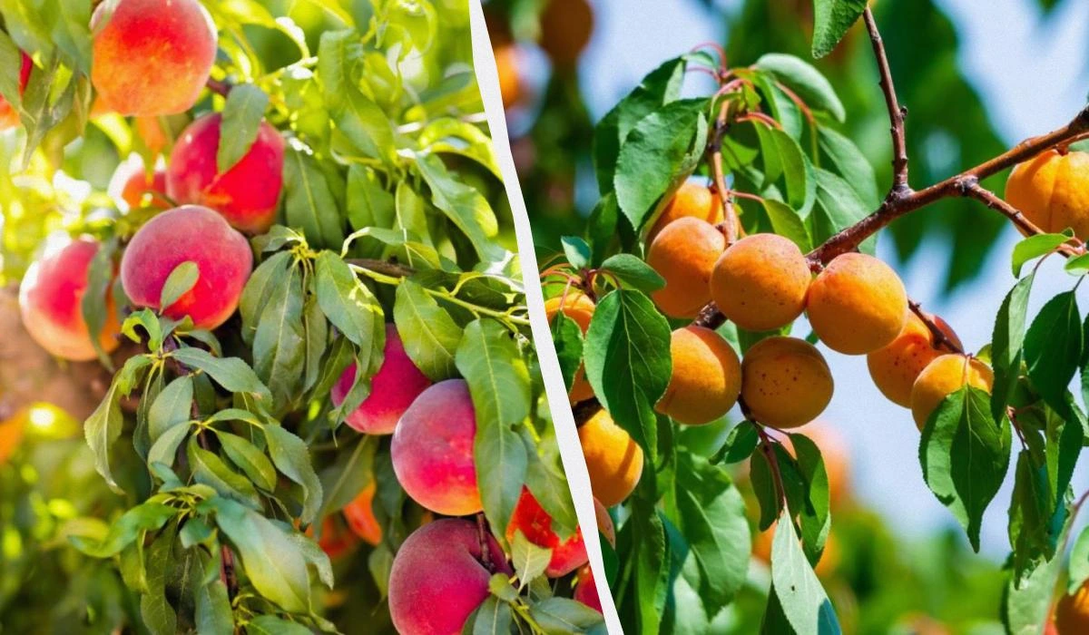 Україні загрожує дефіцит абрикосів та персиків, ціни зростуть майже вдвічі, – експерт